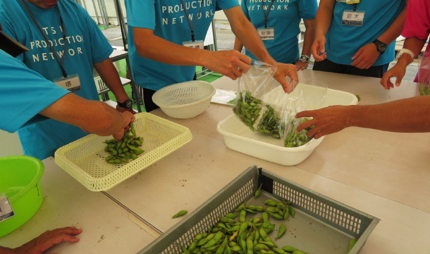 对收获的毛豆进行分袋作业。一周一回的收割、出货，提供给公司员工。